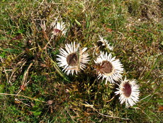 Schweiz Le Chasseral 007.JPG